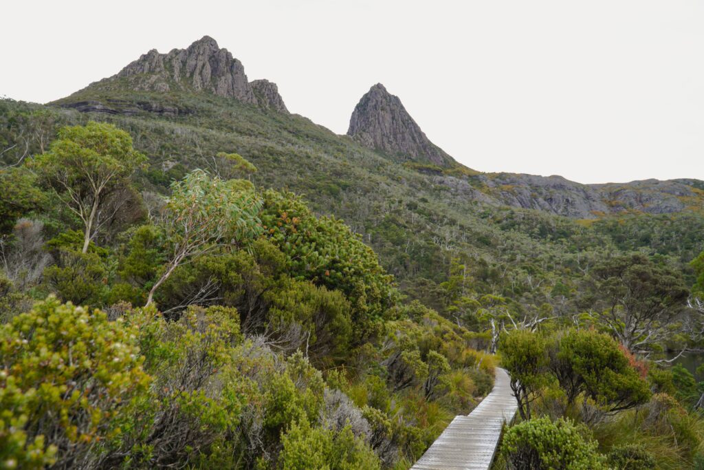 Boardwalk through alpine vegetation in Tasmania