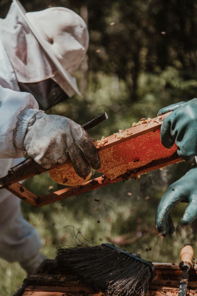Beekeeper inspecting a honeycomb frame