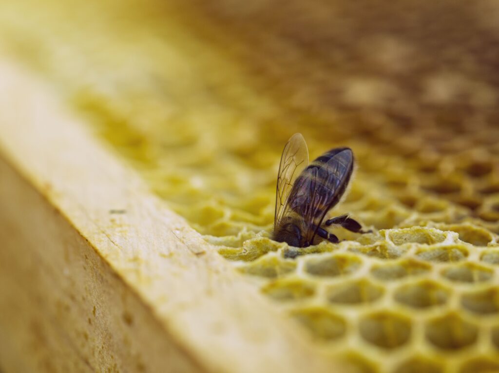 Honey bee on natural honeycomb