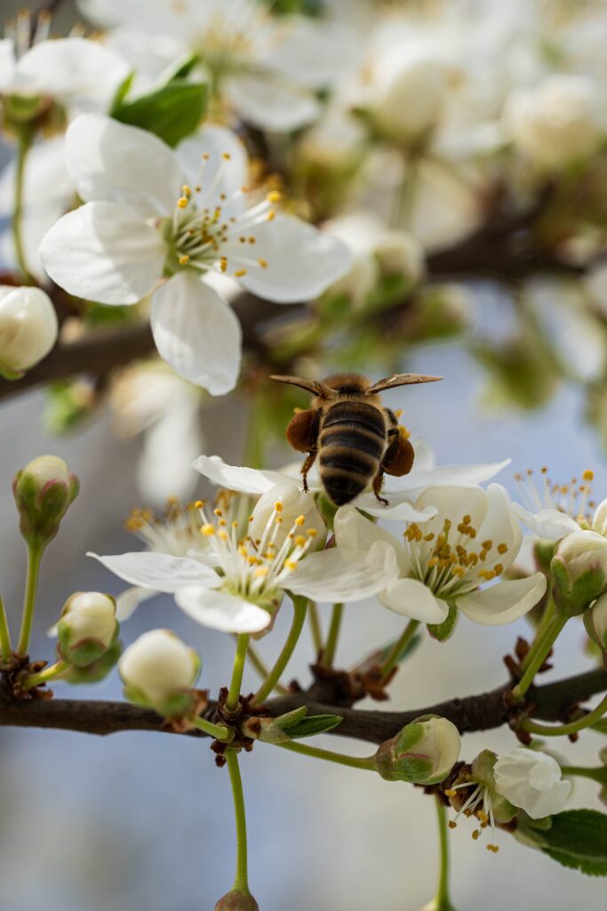 Bee collecting pollen on white blossoms
